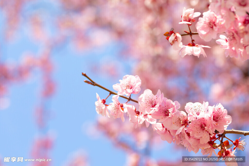 梅花