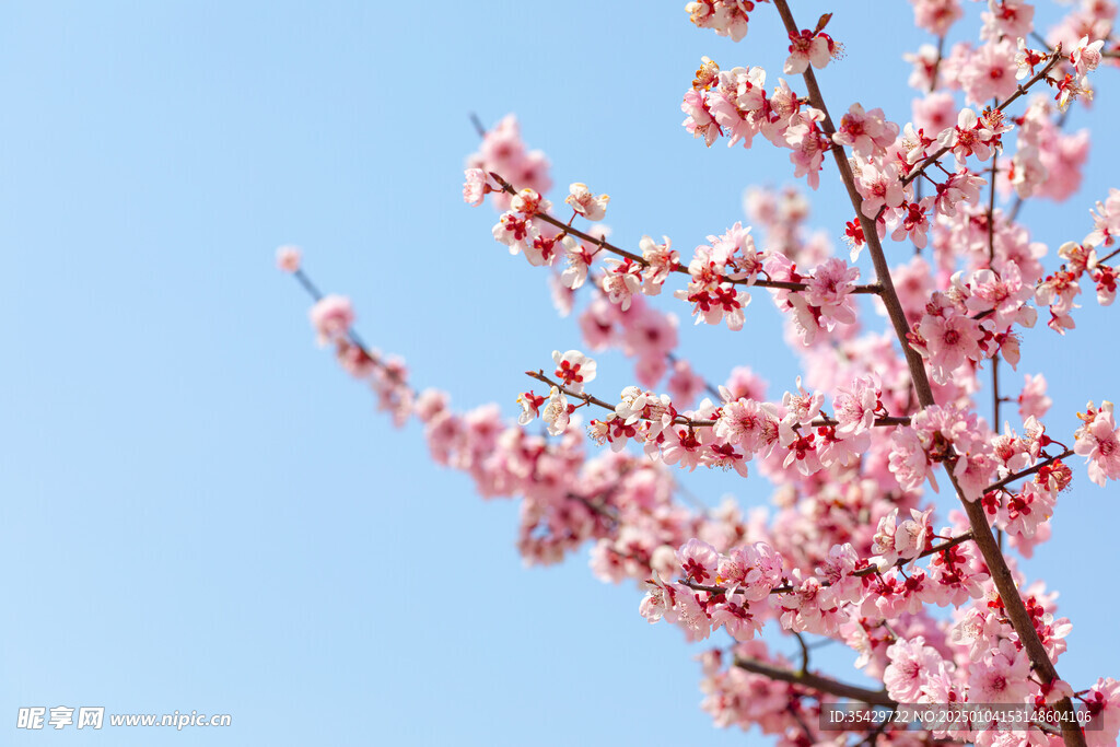 梅花