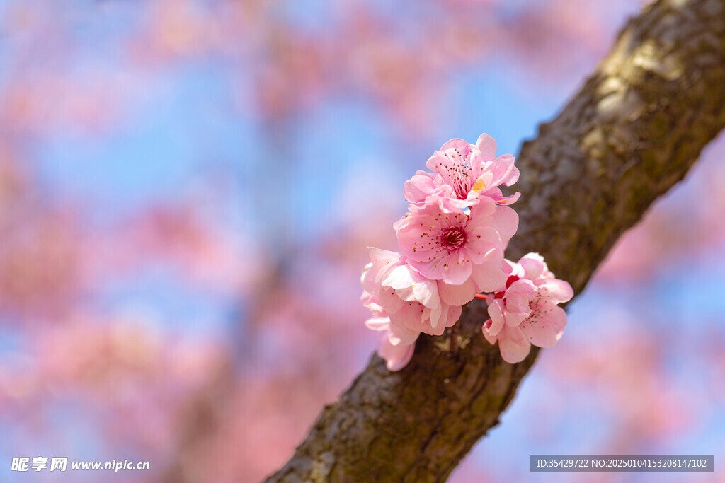 梅花