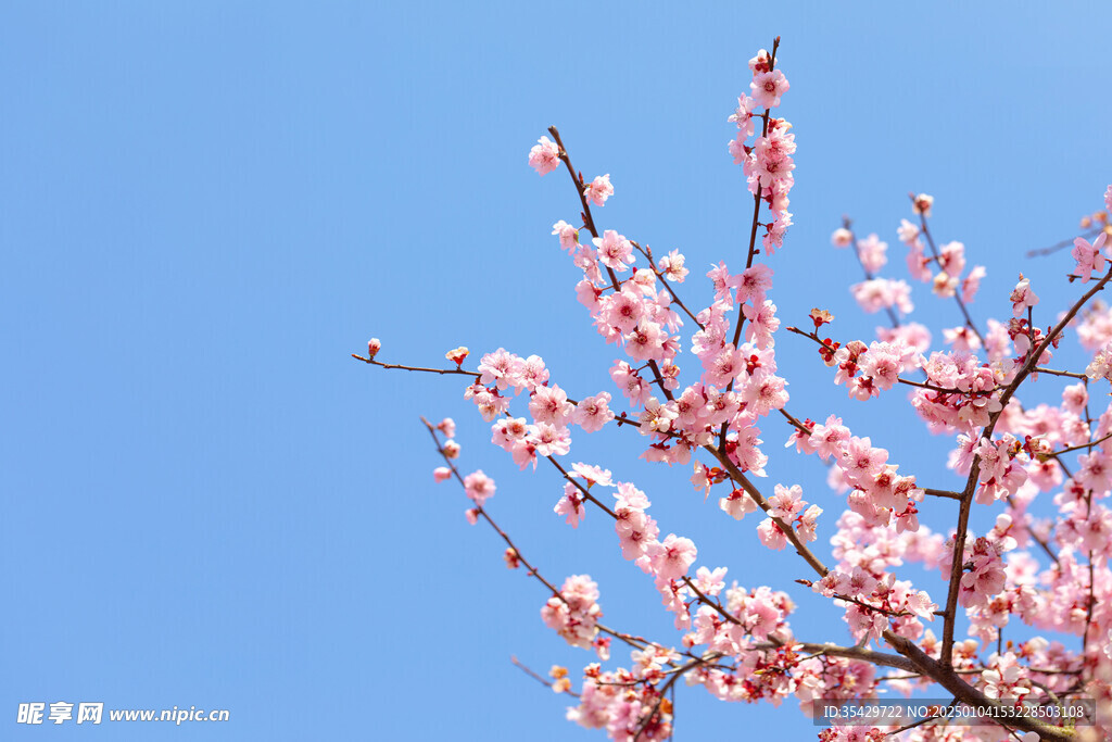 梅花