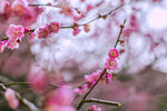 梅花