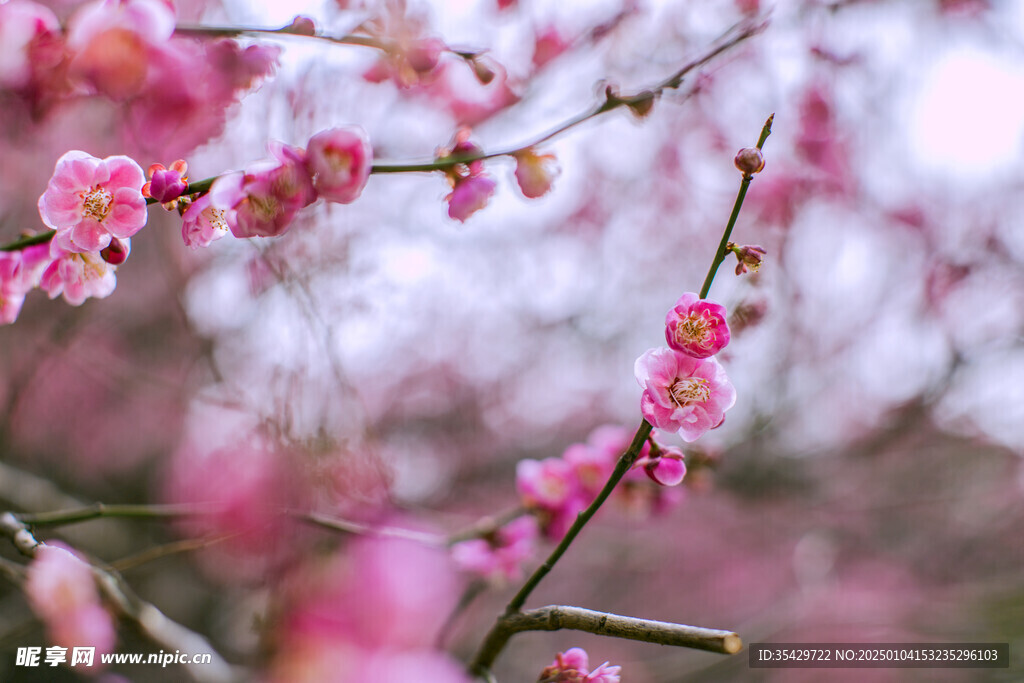 梅花