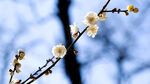 梅花