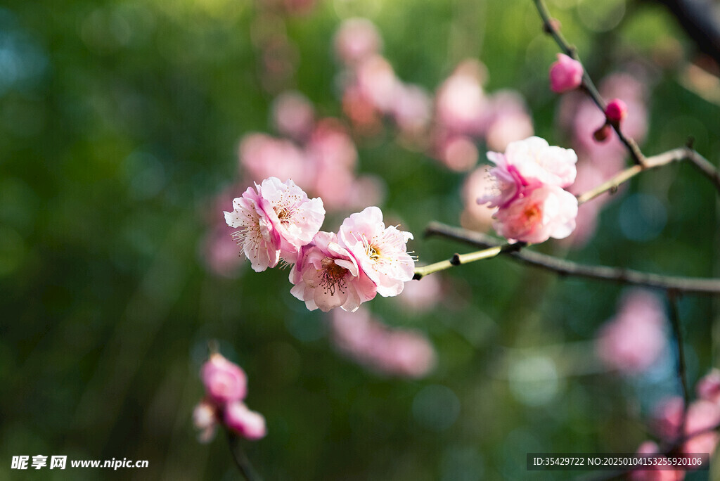 梅花