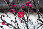 梅花