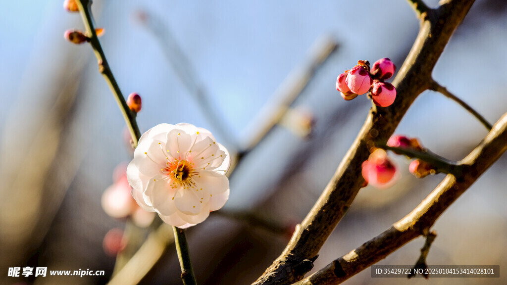 梅花
