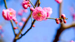 梅花