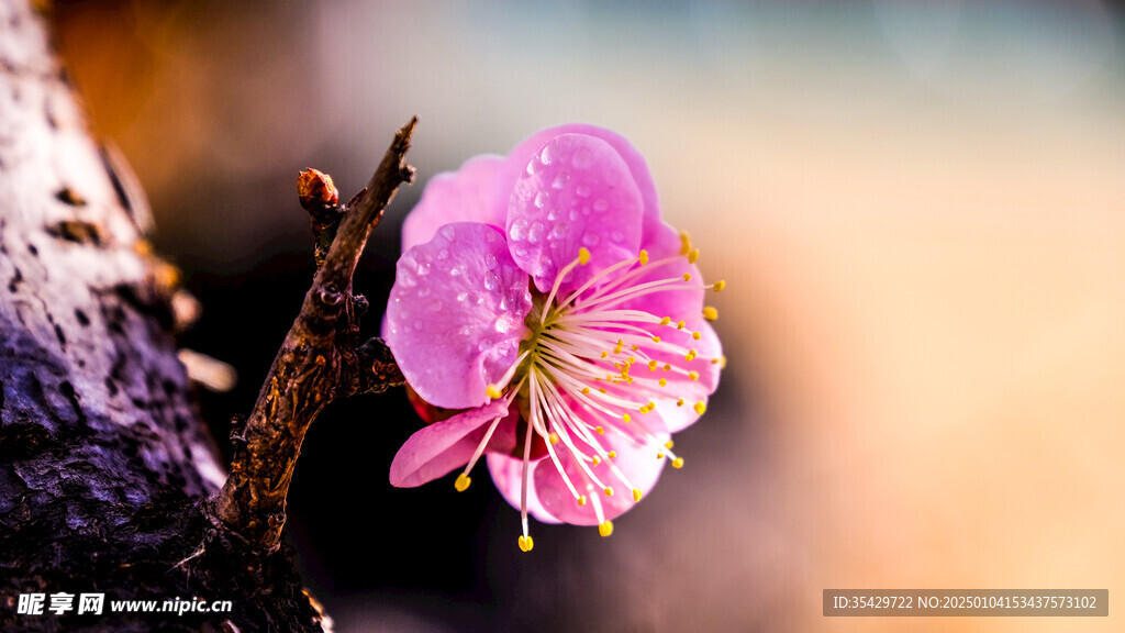 梅花