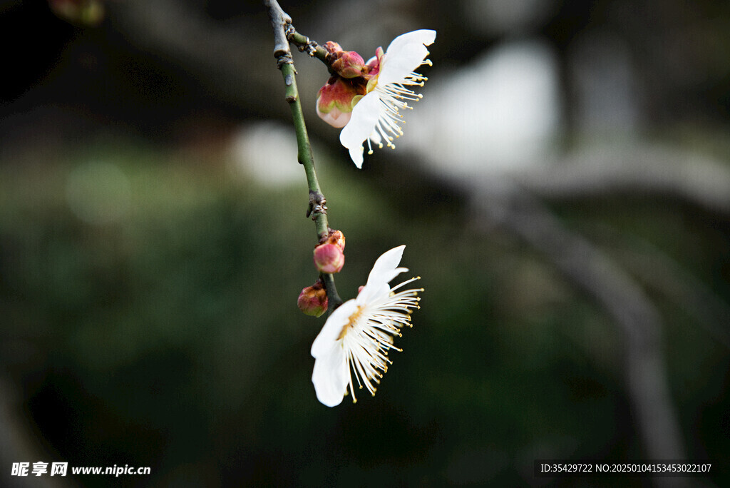 梅花