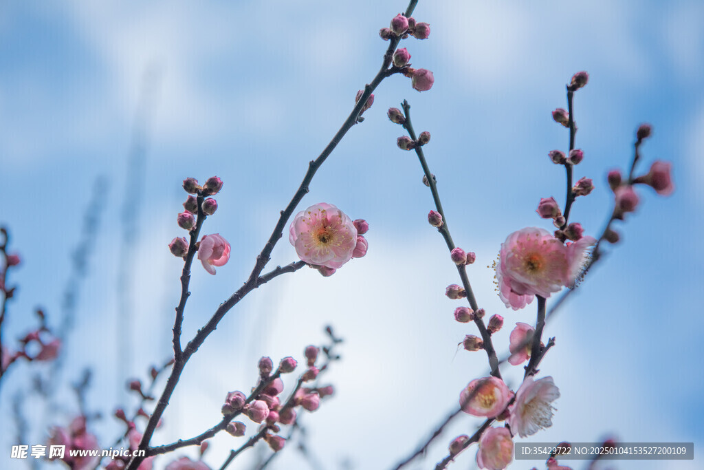 梅花