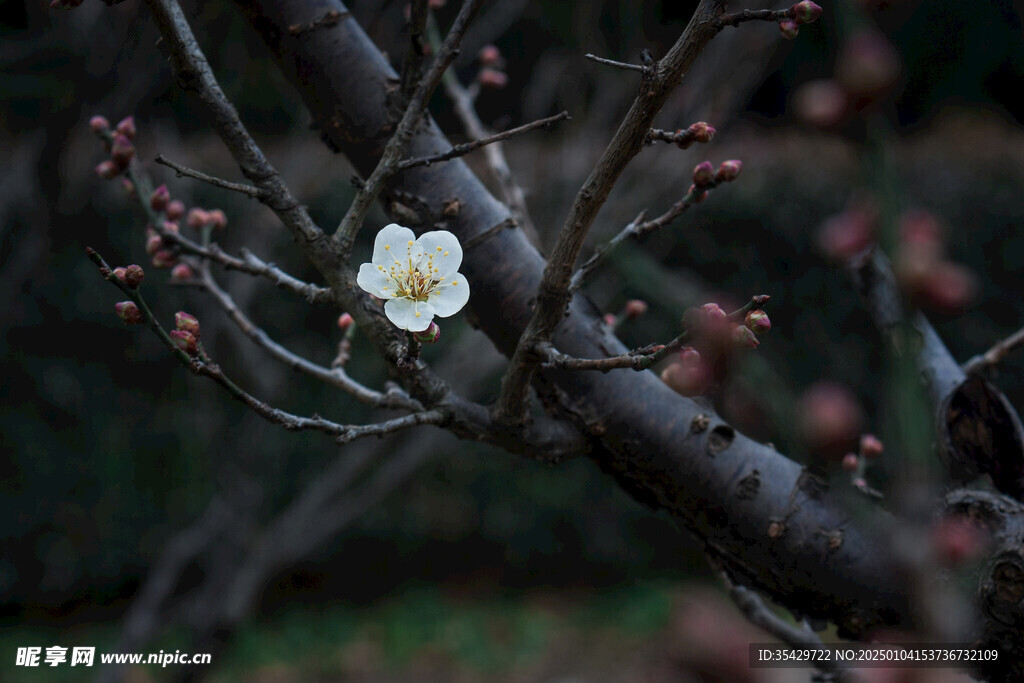 梅花