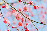 梅花