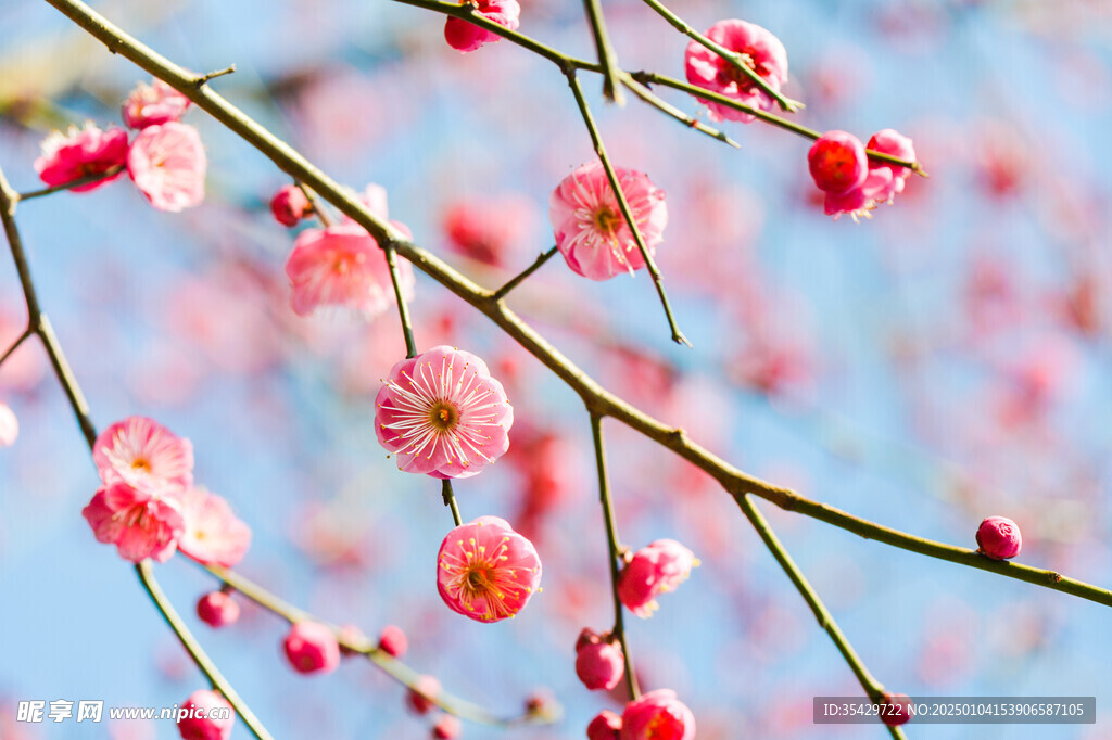 梅花