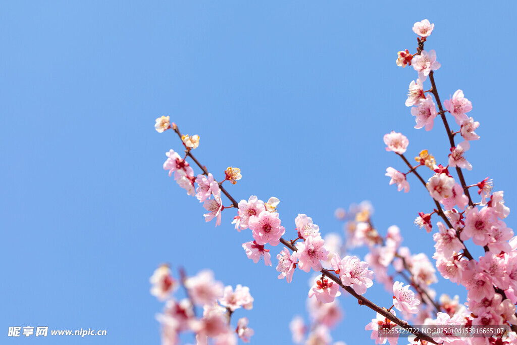 梅花