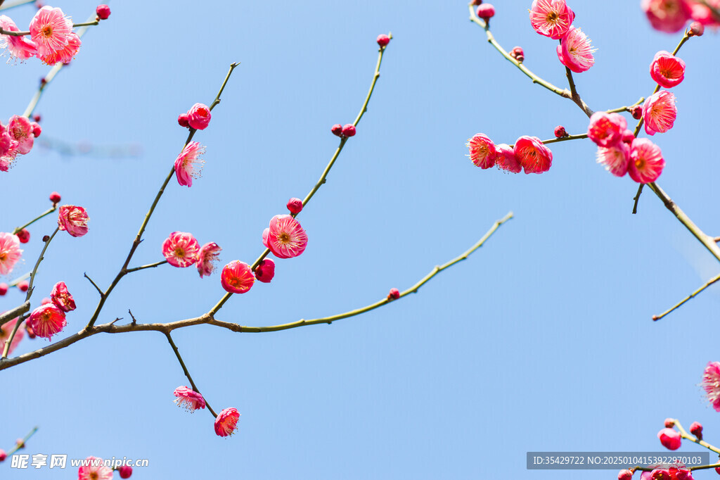 梅花