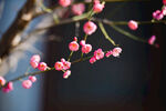 梅花