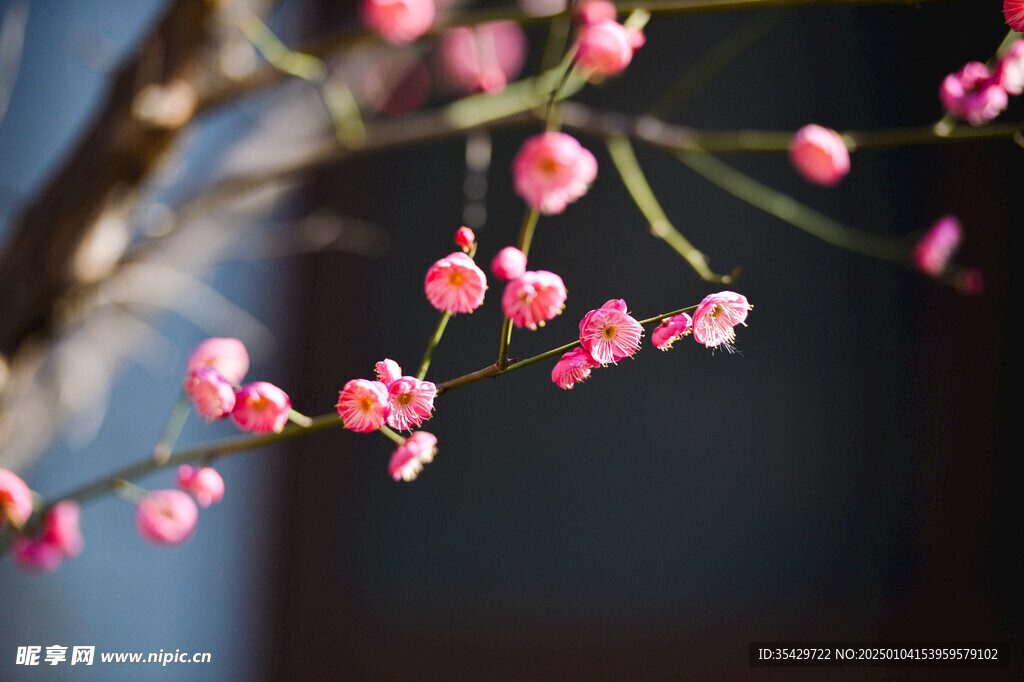 梅花