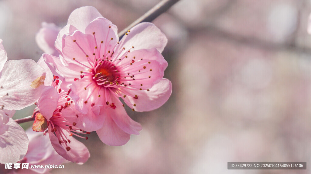 梅花