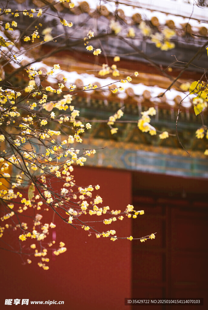 梅花