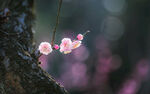 梅花