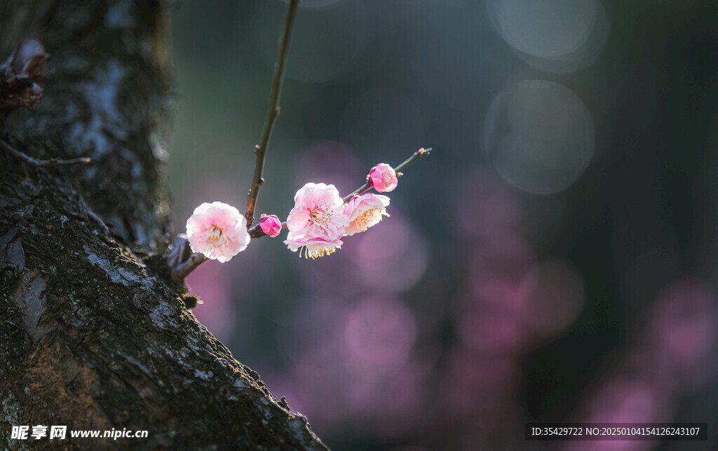 梅花