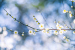 梅花