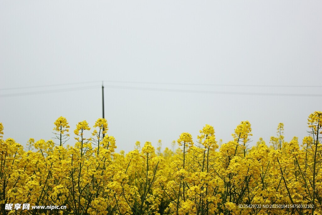 油菜花
