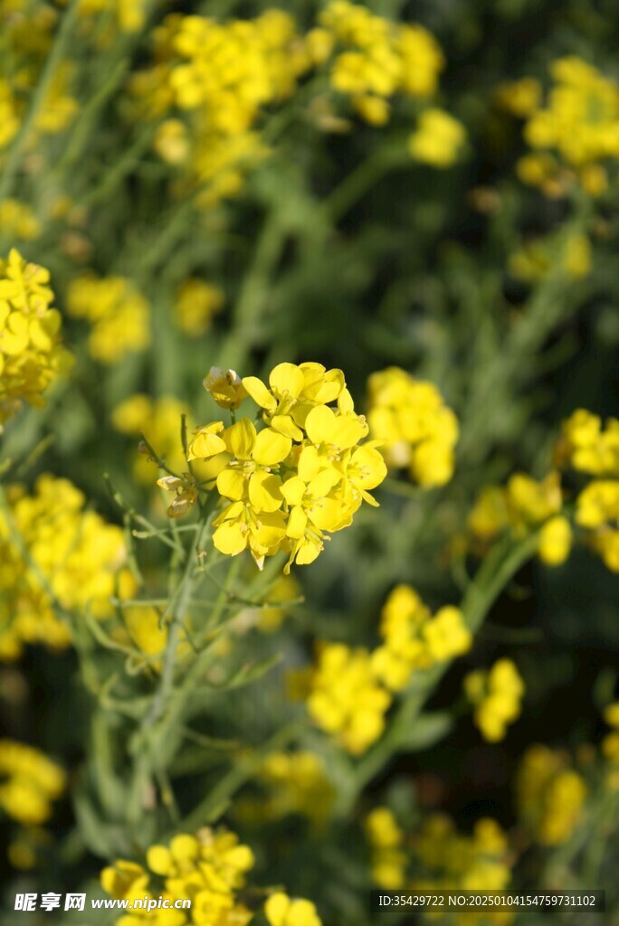 油菜花