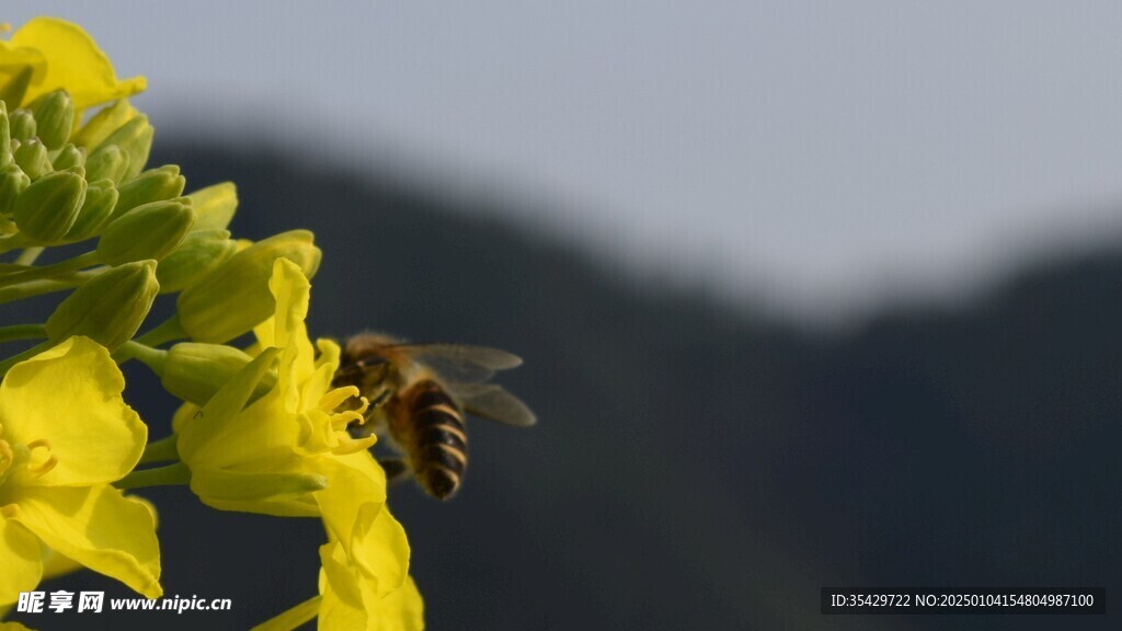 油菜花