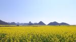 油菜花