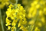 油菜花