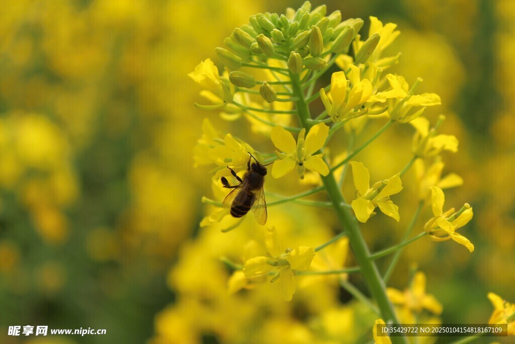 油菜花