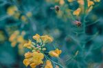 油菜花