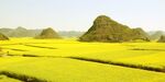 油菜花
