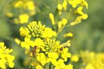 油菜花