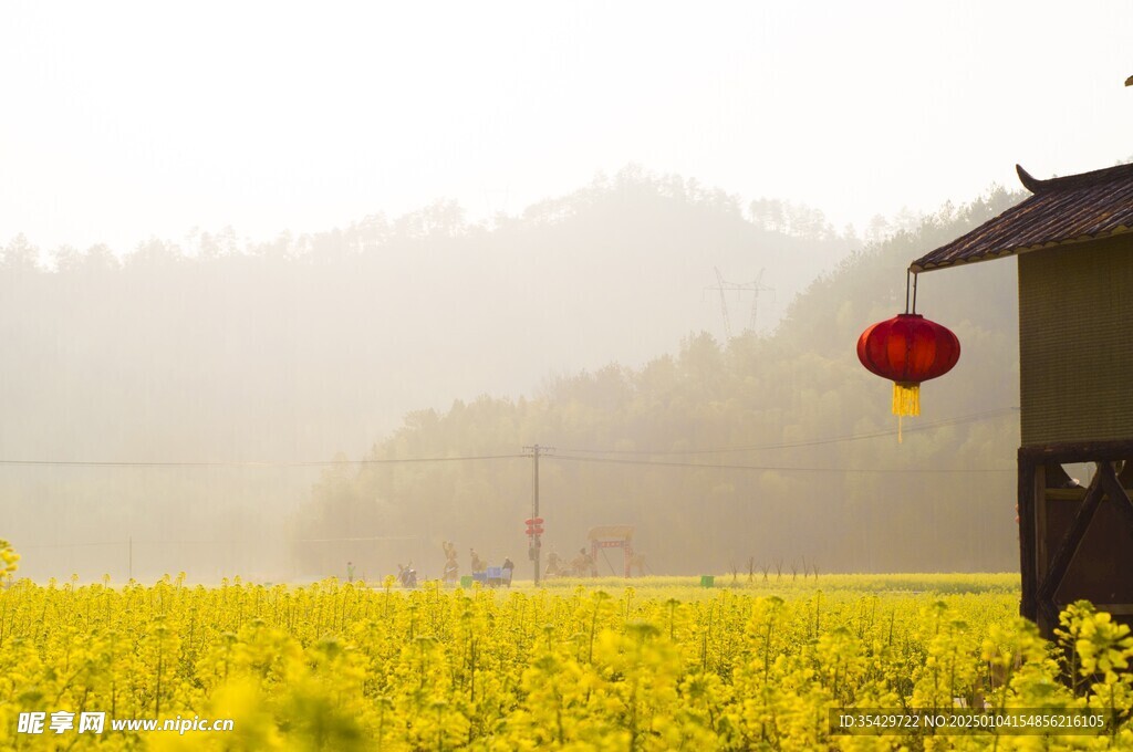 油菜花