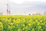 油菜花