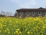 油菜花