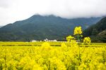 油菜花