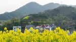 油菜花
