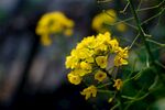 油菜花