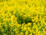 油菜花