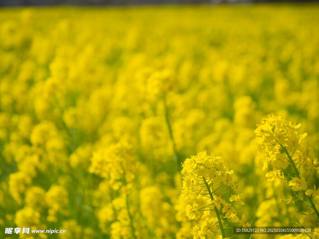 油菜花