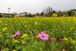油菜花