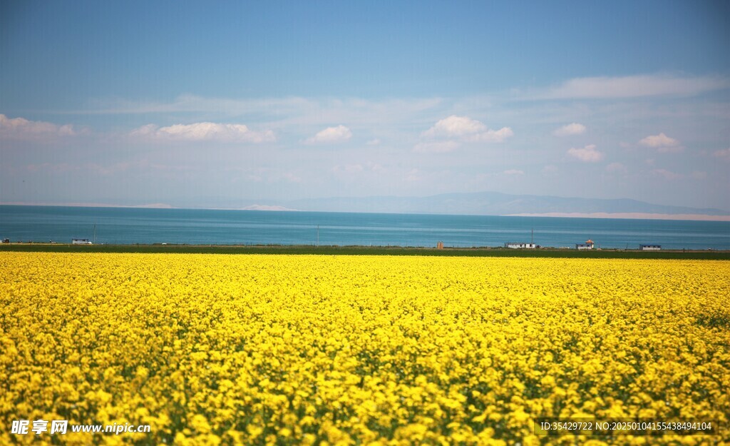 油菜花
