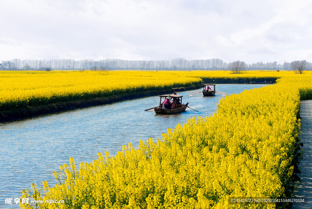 油菜花