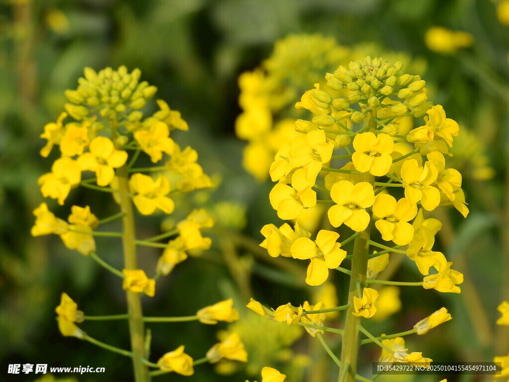 油菜花