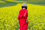 油菜花