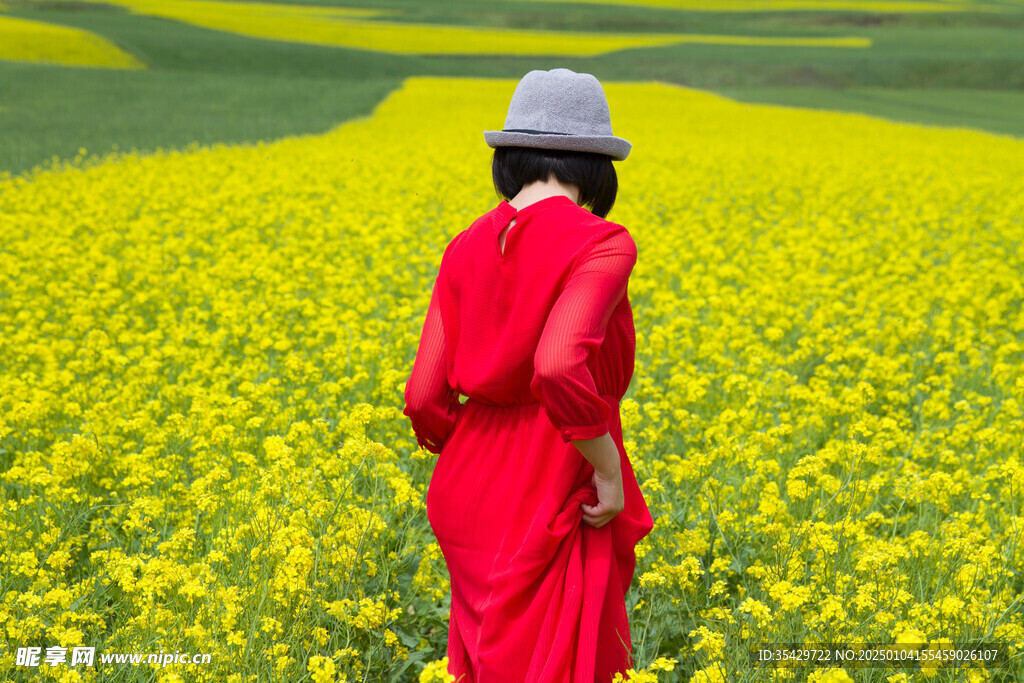 油菜花
