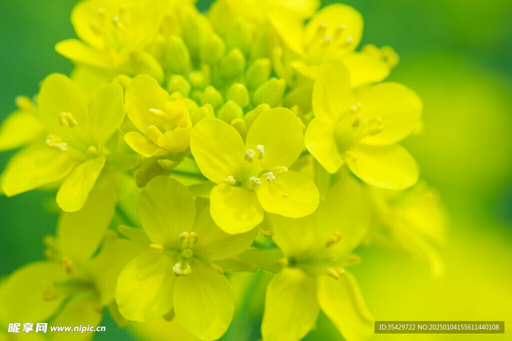油菜花